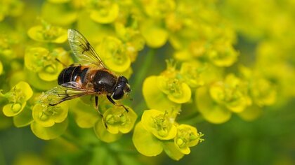 Intresseanmälan Biodlingens grunder, teori och praktik