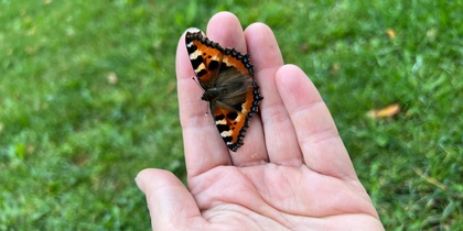 Mindfulness på distans