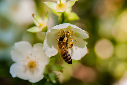 Fotografera natur - 2 dagars workshop Grevie Backar