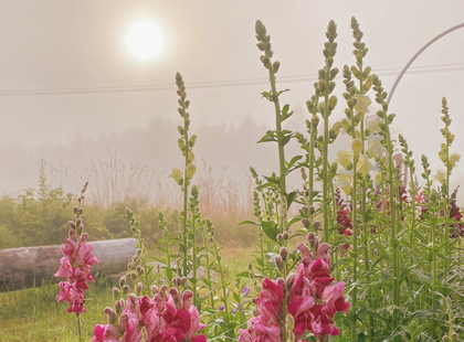 Blomster från jord till bord - odla snittblommor i pallkrage