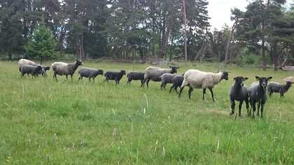 Fårkurs - hälften på distans och hälften på Vreta gård, Enköping