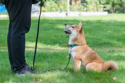 Träffar och aktivering för hundägare