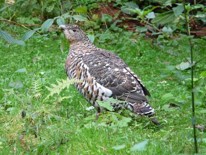 Föreläsning om tjäderspel och predation