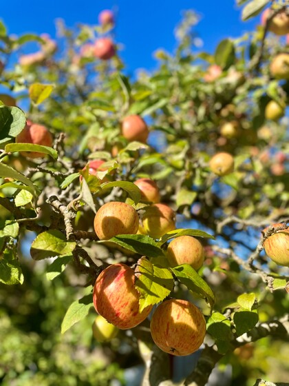 Trädvård och beskärningskurs – Lär dig grunderna i fruktträdsbeskärning