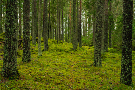 Viltkväll om klövvilt