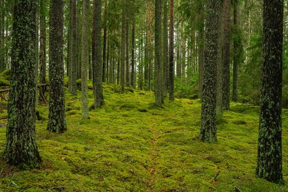 Träd - en vandring i den svenska skogen