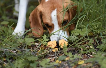 Kantarellsök med hund, prova-på workshop