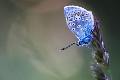 Naturfoto Grundkurs - helgkurs