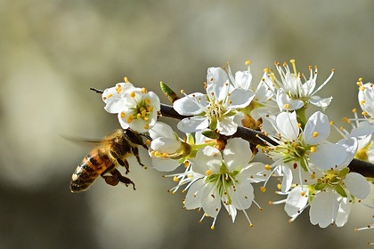 Bihälsa med fokus på amerikansk yngelröta och varroa