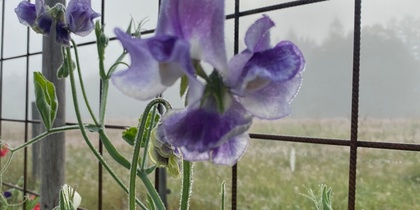 Blomster från jord till bord - odla luktärter