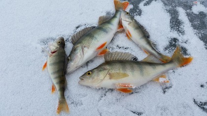 Mellan "fenor och fjäll"-Filea din fisk.