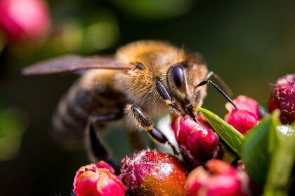 Bisurr - Skaraborgs Biodlarföreningar - träff Tidaholm