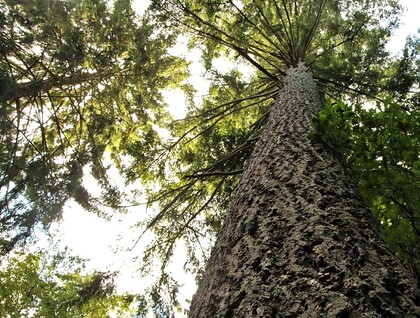 Föreläsning -" Hur träd och skog skapar välbefinnande"