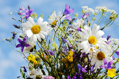 Kulturaktiviteter STOLT - Dans, teater och slöjd - tema blommor