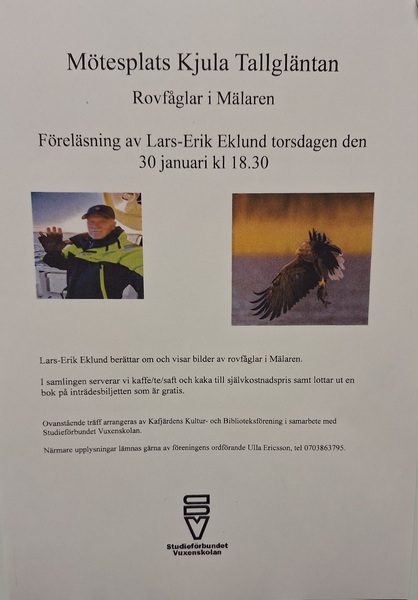 Rovfåglar i Mälaren