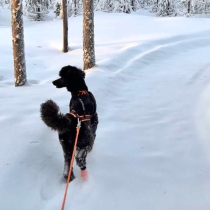 Prova på drag med hund