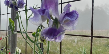 Blomster från jord till bord - odla luktärter