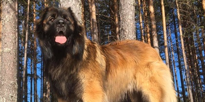 Anna-Lena och ID-hunden Storm lär och berättar