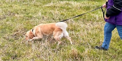 Personspår med hund, prova-på workshop