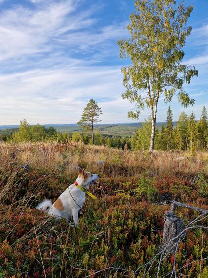 Jägarexamen 2025 inkl. skytte  - Strömsund