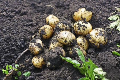 Föreläsning: Allt om potatis