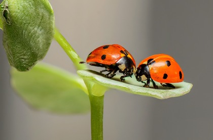 Vad händer med våra insekter?