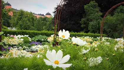 Guidning i Stadsträdgården – en blomstervandring mitt i Uppsala
